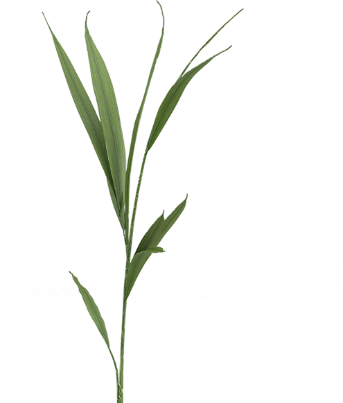 1 plant Irteera ekologikoak 3ºESO/DBH